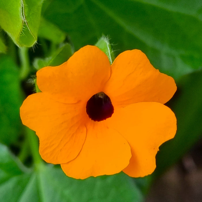 THUNBERGIA