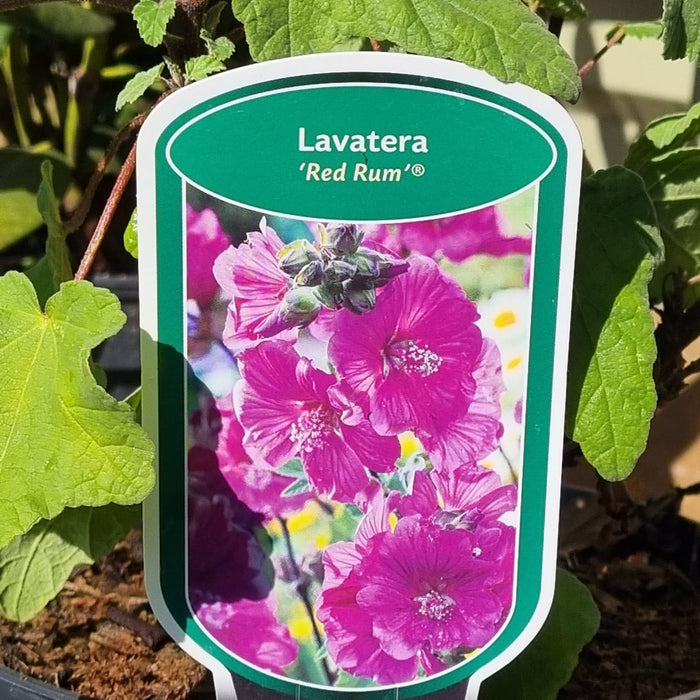 LAVATERA  Red Rum