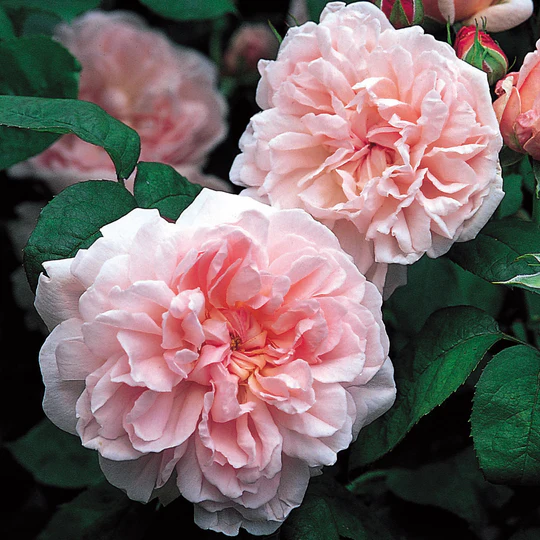 DAVID AUSTIN ROSES - Eglantyne