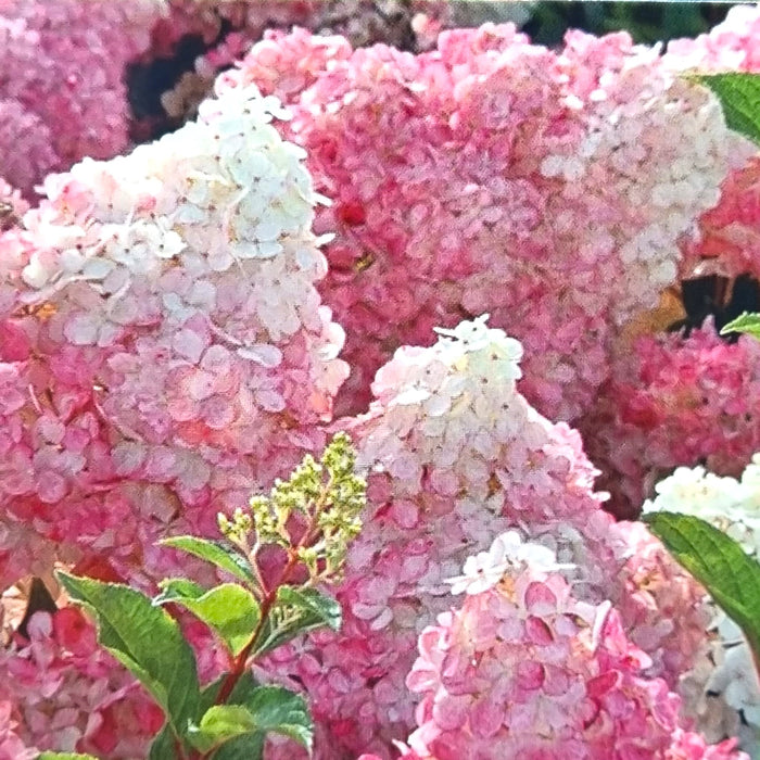 HYDRANGEA Vanilla Fraise