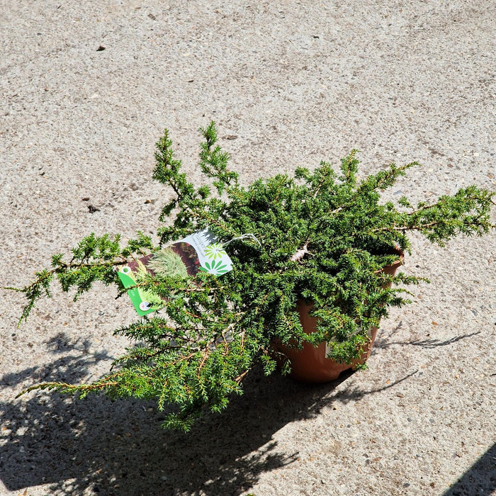 Juniperus Comm. Green Carpet 4.5L