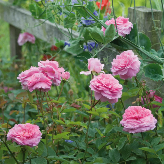 DAVID AUSTIN ROSES - The Mayflower