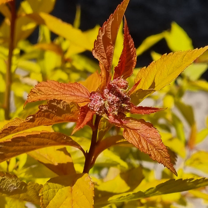 SPIRAEA jap goldflame 2ltr