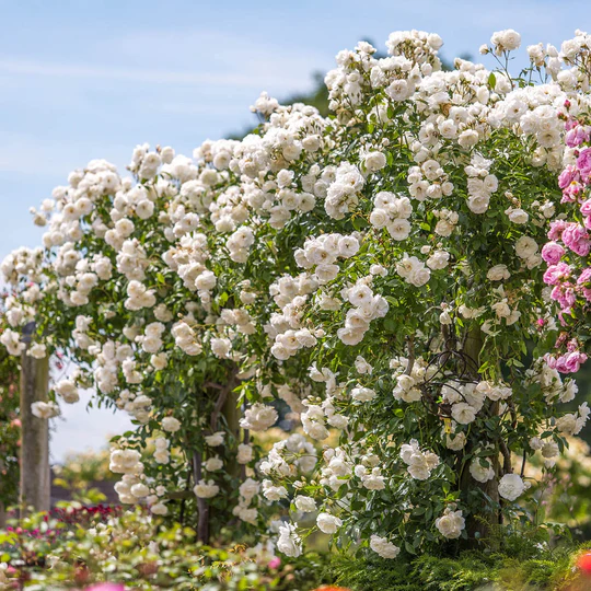 DAVID AUSTIN ROSES - Iceberg Climbing