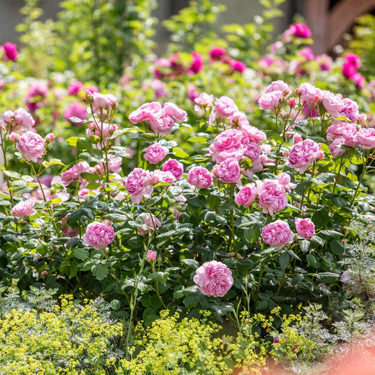 DAVID AUSTIN ROSES -  The Ancient Mariner