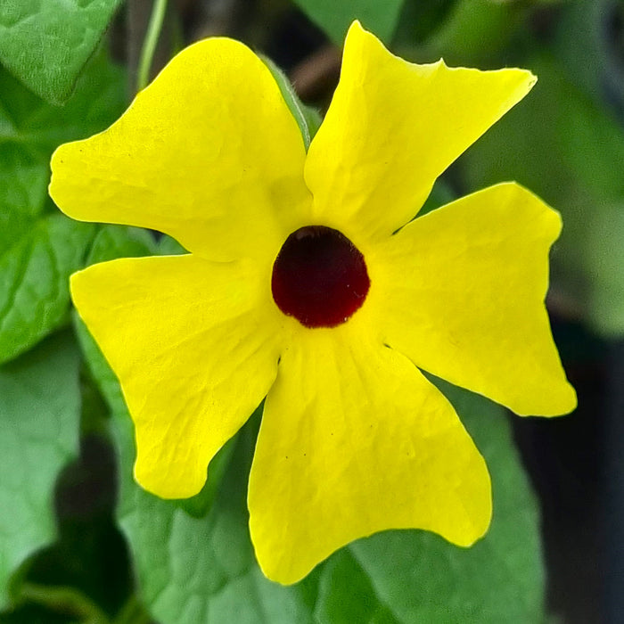 THUNBERGIA