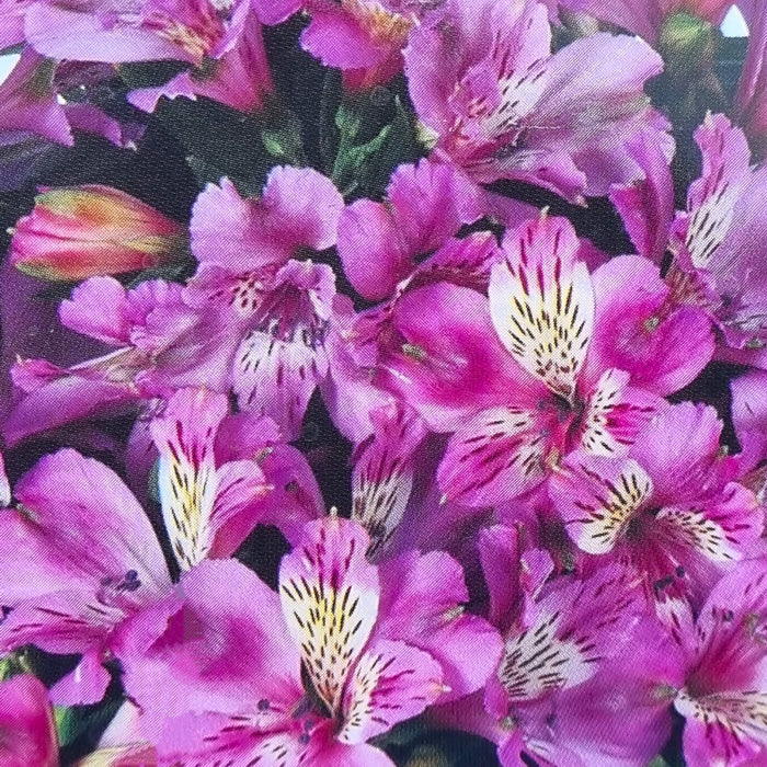 ALSTROEMERIA inticancha 'Navayo' 3ltr