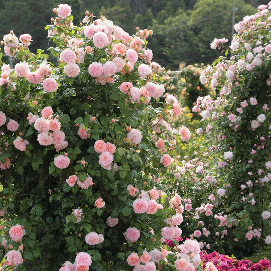 DAVID AUSTIN ROSES - Strawberry Hill