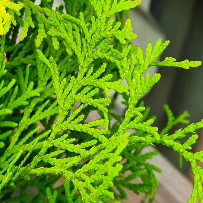 THUJA occ. 'Golden Globe' 2ltr