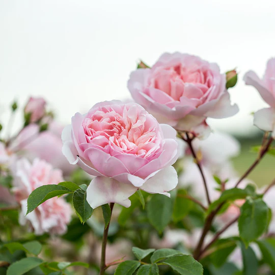 DAVID AUSTIN ROSES - Wildeve