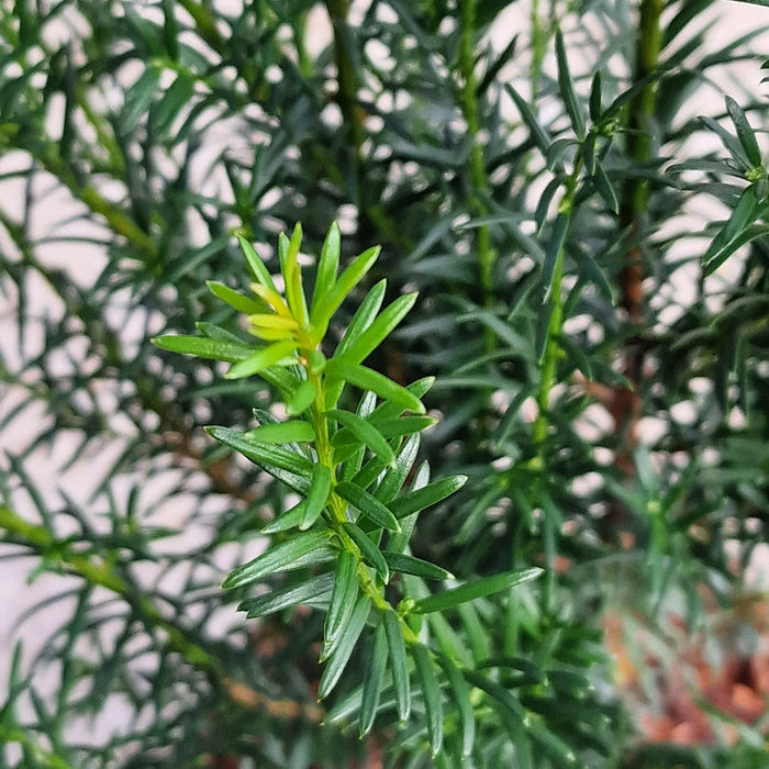 VANE TAXUS  'Baccata' 17cm