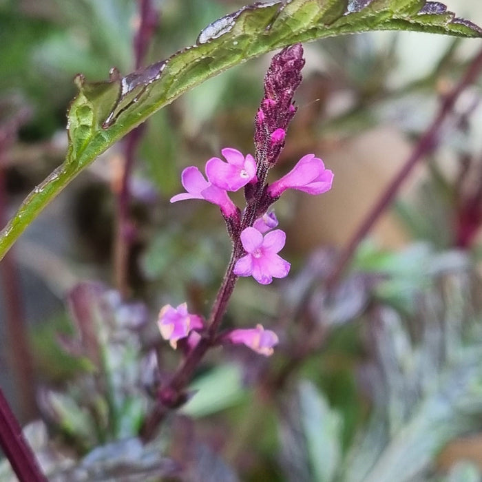 VERBENA 'Off. Bampton' 17cm