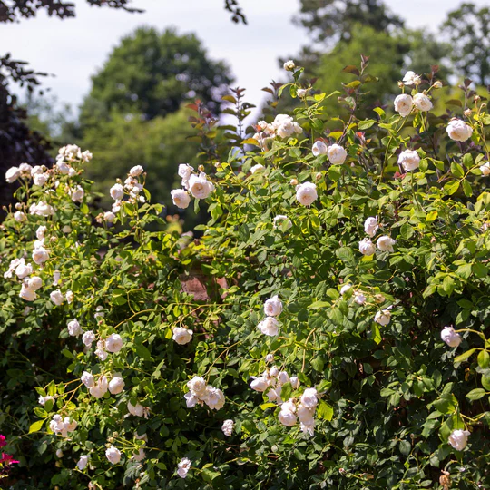 DAVID AUSTIN ROSES - Claire Austin