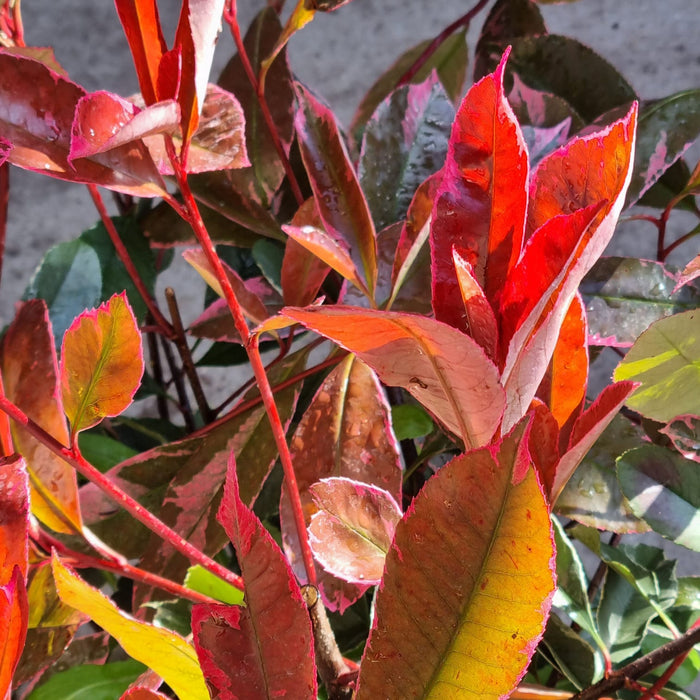 PHOTINIA  X Fraseri Pink Marble