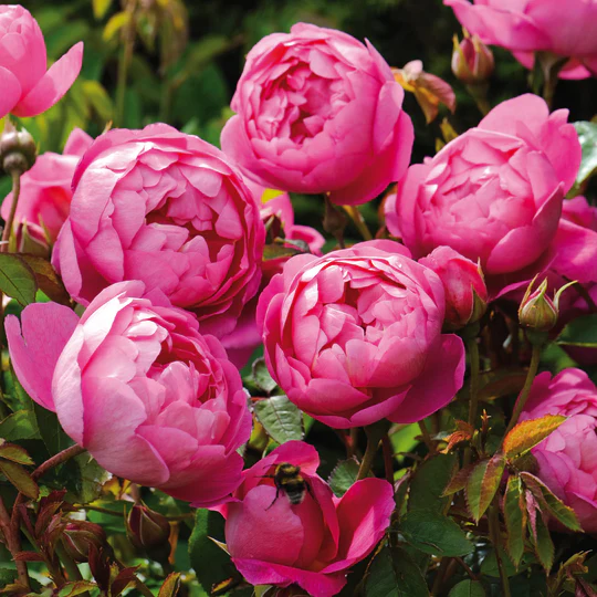 DAVID AUSTIN ROSES - Royal Jubilee