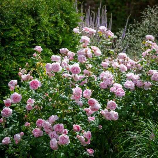 DAVID AUSTIN ROSES - Scepter'd Isle