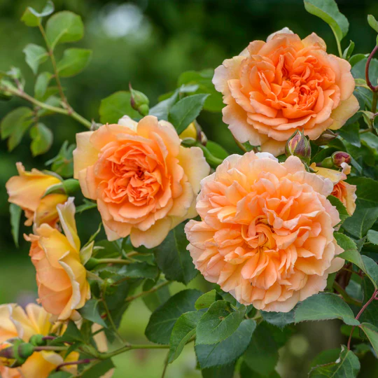 DAVID AUSTIN ROSES -  Dame Judi Dench