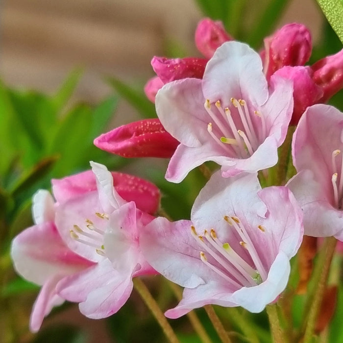 RHODODENDRON 'Bloombux Magenta' 2L