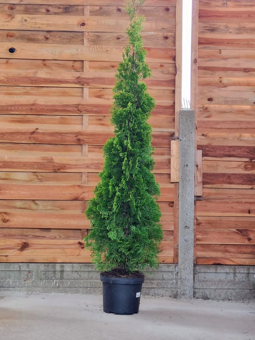 THUJA Occ. Smaragd