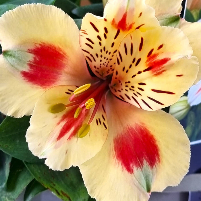 ALSTROEMERIA inticancha 'Sunset' 3ltr