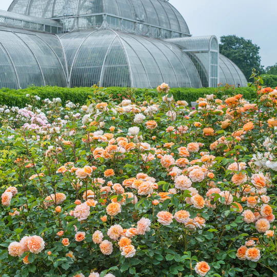 DAVID AUSTIN ROSES - Port Sunlight