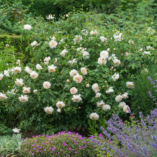 DAVID AUSTIN ROSES -  Lichfield Angel