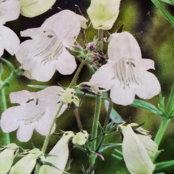 PENSTEMON Pensham Arctic Fox 3ltr