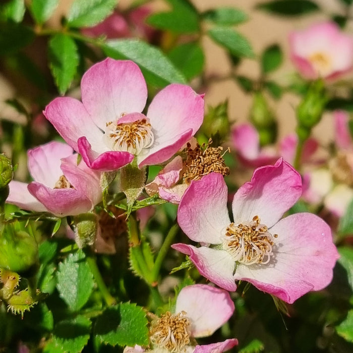 BUSH ROSE - Cutie Pie