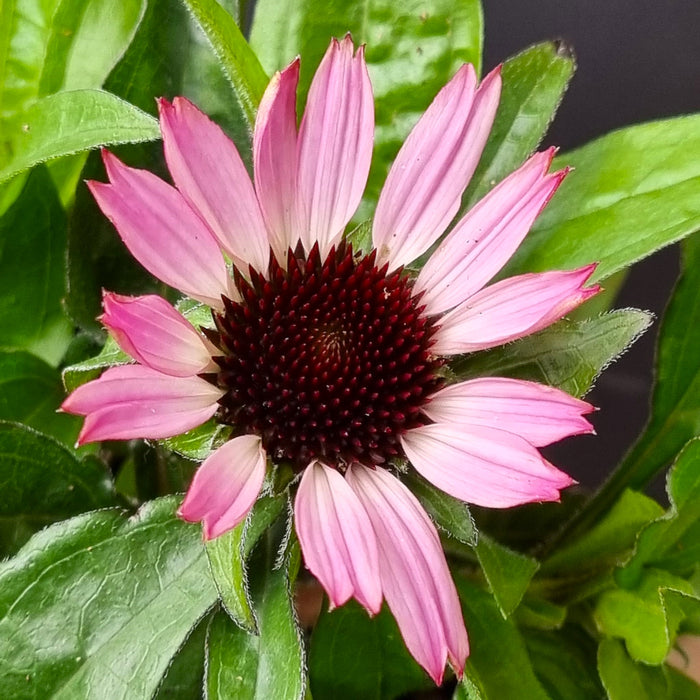 ECHINACEA Chunky Purple 2ltr