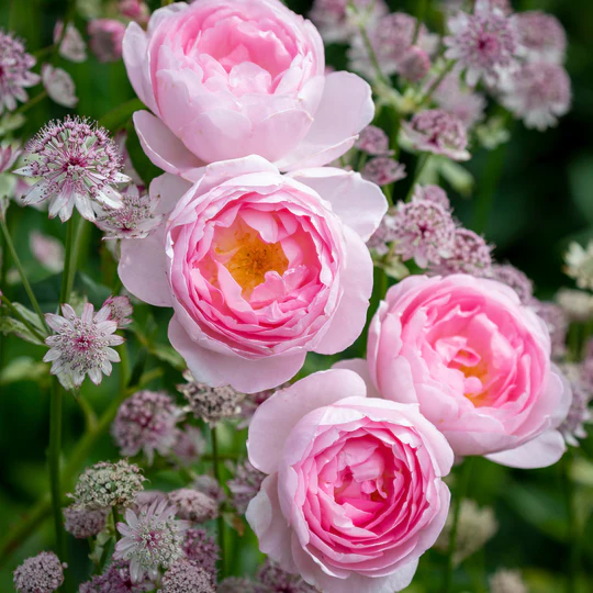 DAVID AUSTIN ROSES - Scepter'd Isle