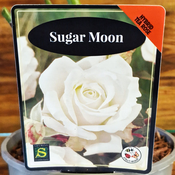 ROSE Sugar Moon  - Hybrid Tea 3ltr