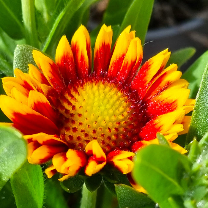 GAILLARDIA Gaupa Tango Bicolour 3ltr