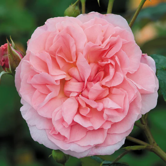 DAVID AUSTIN ROSES - Strawberry Hill