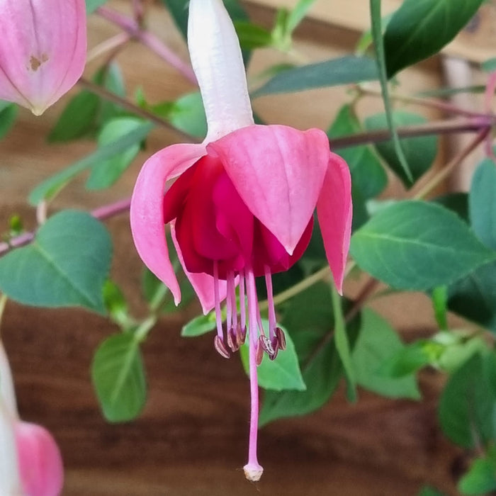 FUCHSIA Bella Hanging Basket