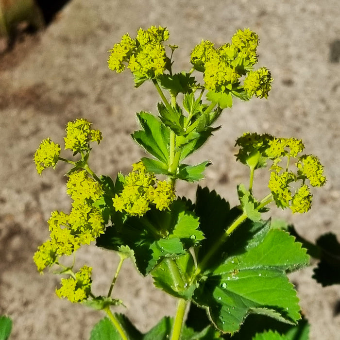 ALCHEMILLA Mollis 3ltr