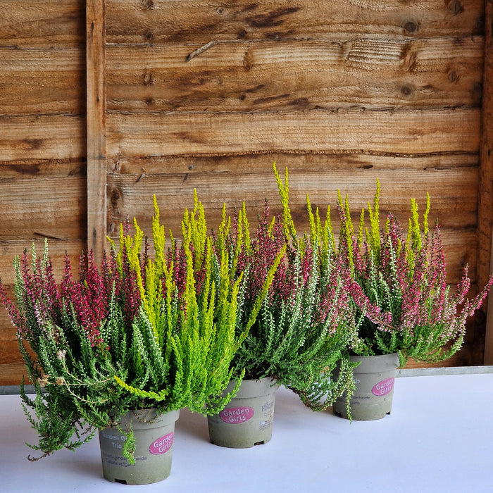 'Plant Bundle 13 (3 x Calluna Heather 12cm)'