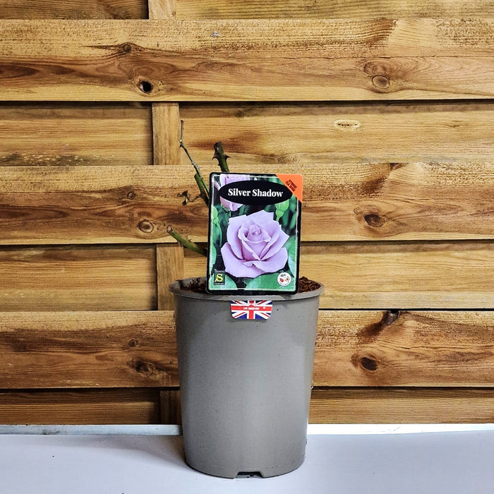 ROSE Silver Shadow - Hybrid Tea 3ltr