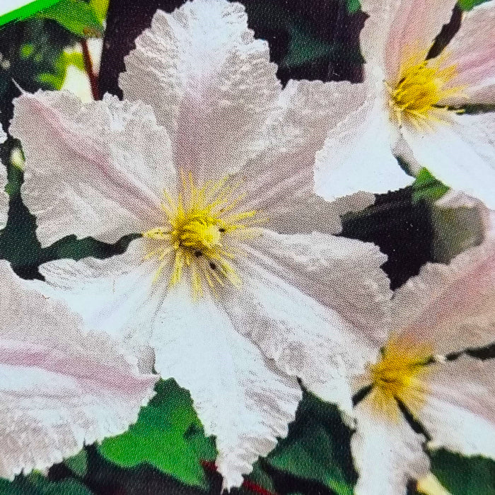 CLEMATIS Prince George 3L