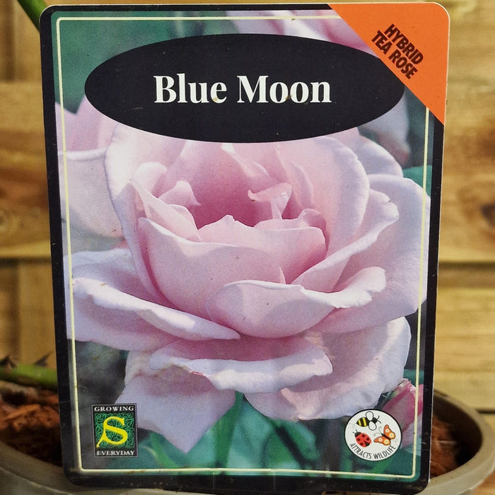 ROSE Blue Moon - Hybrid Tea 3ltr