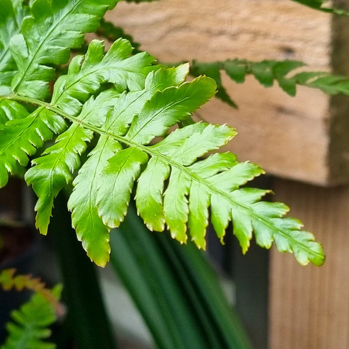 VAN DRYOPTERIS 'Erythrosora'