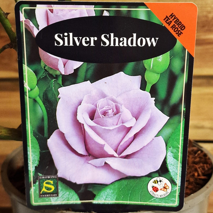 ROSE Silver Shadow - Hybrid Tea 3ltr