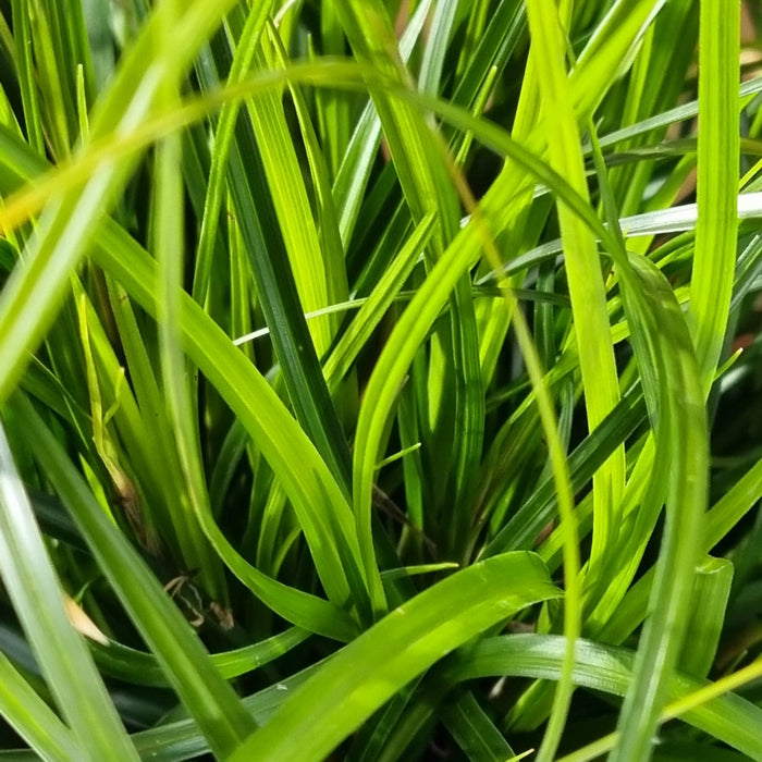 VANE CAREX  'Evergreen' 17cm