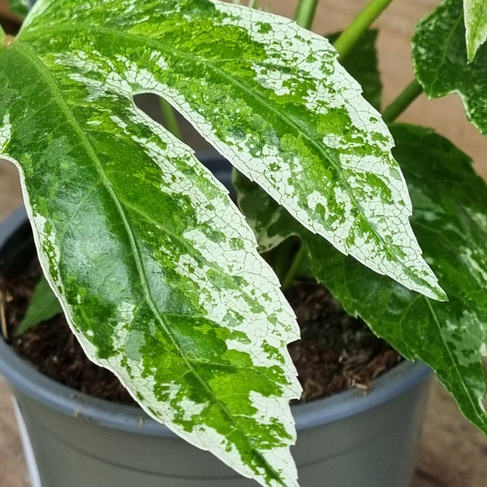 FATSIA japonica 'Spiderweb' 14cm