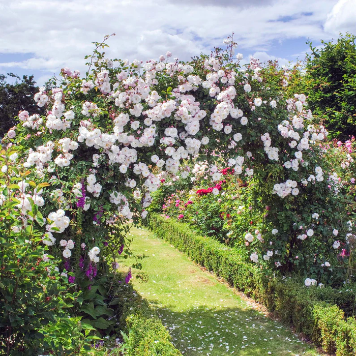 DAVID AUSTIN ROSES - Adelaide D'Orleans