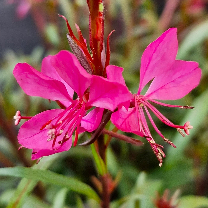 GAURA lindheimeri Belleza 3ltr