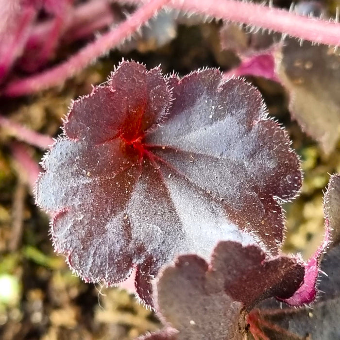 VAN HEUCHERA 'Timeless Night'®