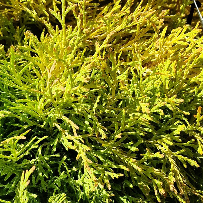 Thuja Occ. Rheingold 4.5L