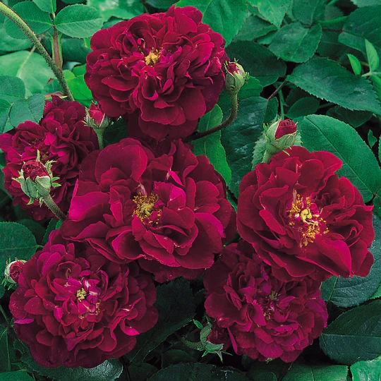 DAVID AUSTIN ROSES - Tuscany Superb