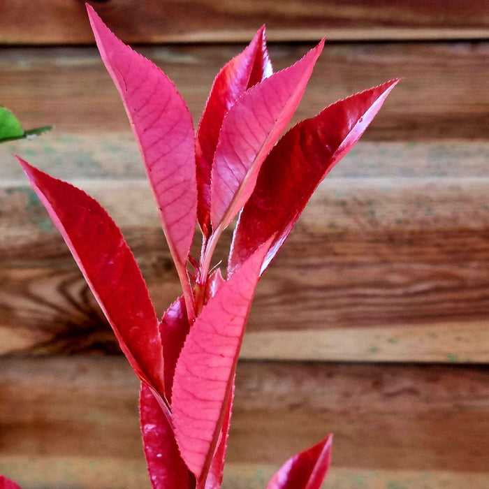 PHOTINIA x fraseri Compacta Mini STD