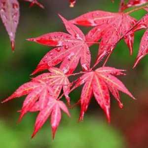 ACER palm. 'Yezo-nishiki' 3ltr